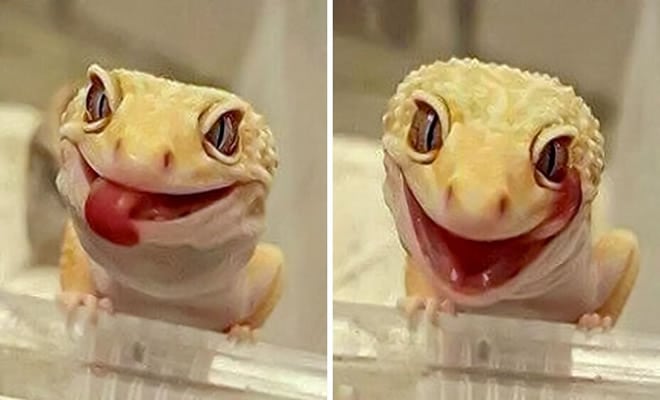 Por que nunca devemos perseguir lagartixas