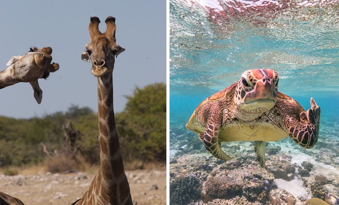 Prêmio de Fotografia de vida selvagem de comédia de 2020