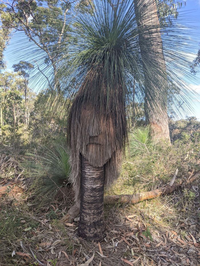36 vezes que as pessoas viram coisas interessantes na natureza 1