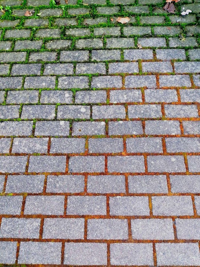 36 vezes que as pessoas viram coisas interessantes na natureza 8