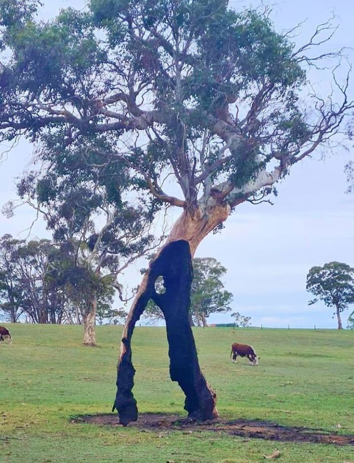 36 vezes que as pessoas viram coisas interessantes na natureza 33