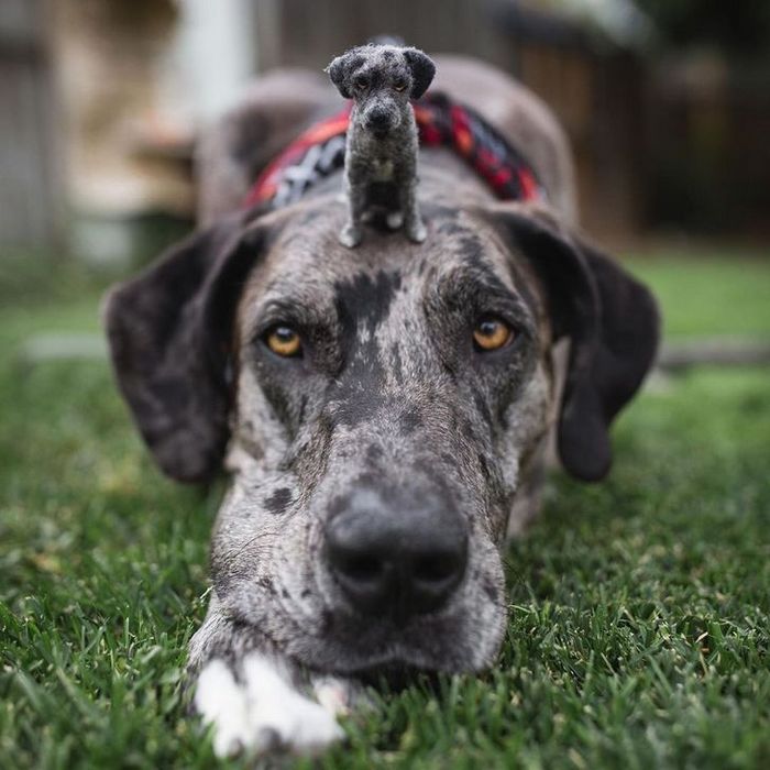 Este artista faz mini bichinhos de lã 4