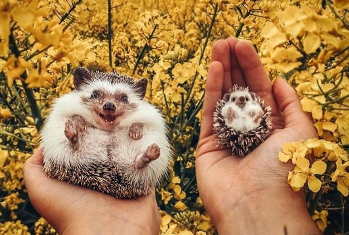 Este artista faz mini bichinhos de lã 6