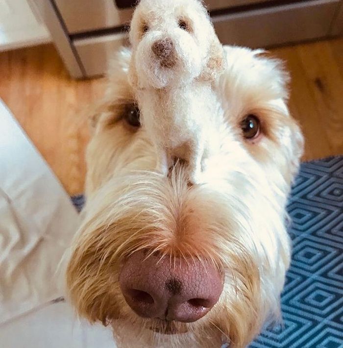 Este artista faz mini bichinhos de lã 9