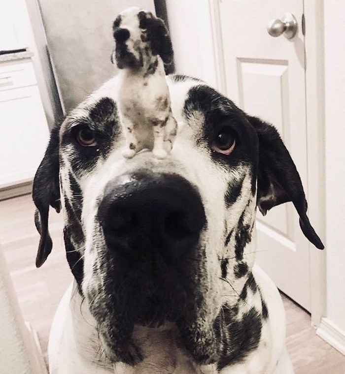 Este artista faz mini bichinhos de lã 12