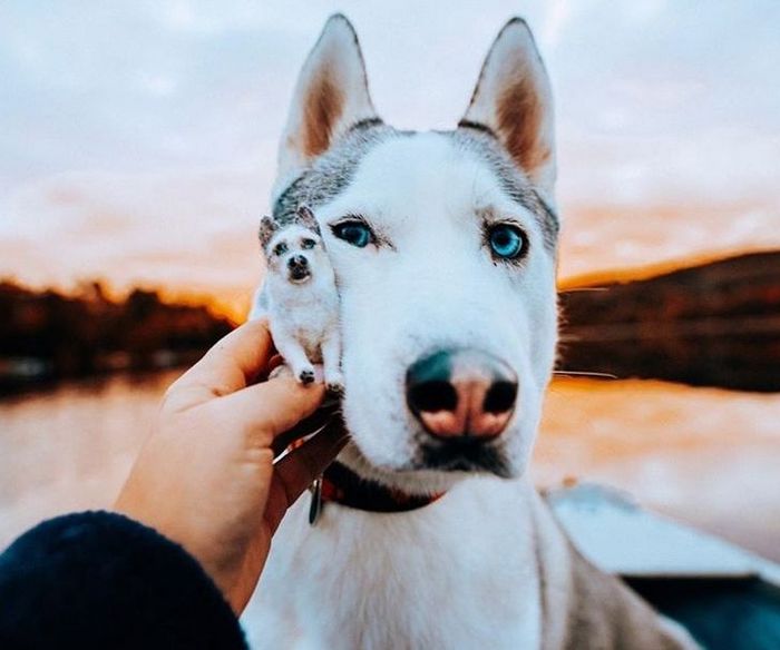 Este artista faz mini bichinhos de lã 13