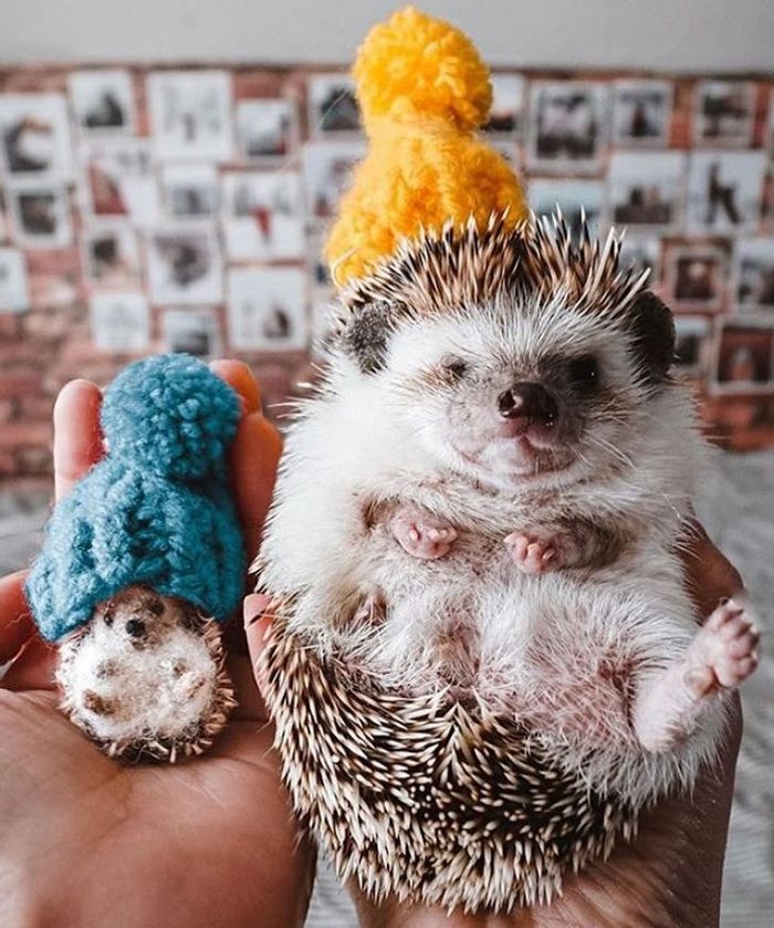 Este artista faz mini bichinhos de lã 15