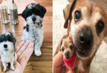 Este artista faz mini bichinhos de lã 14