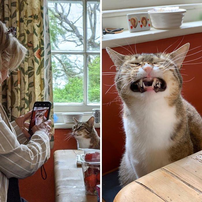 35 fotos de gatos hilariantes que você precisa ver 21