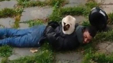 35 fotos de gatos hilariantes que você precisa ver 54