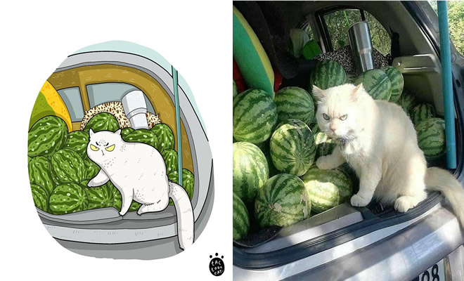 38 fotos de gatos mais engraçadas e famosas da Internet são ilustradas pela Tactooncat