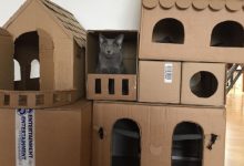 Com tédio na quarentena donos de gatos começaram a construir castelos de papelão 4