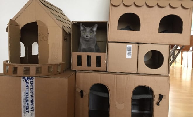 Com tédio na quarentena donos de gatos começaram a construir castelos de papelão 65