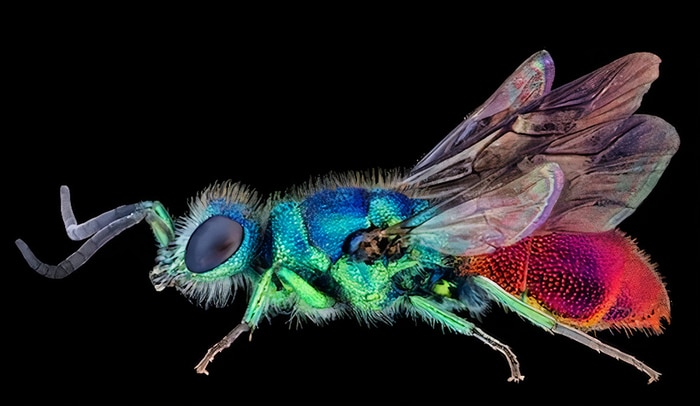 30 vencedores do concurso de fotografia close-up do ano de 2020 4