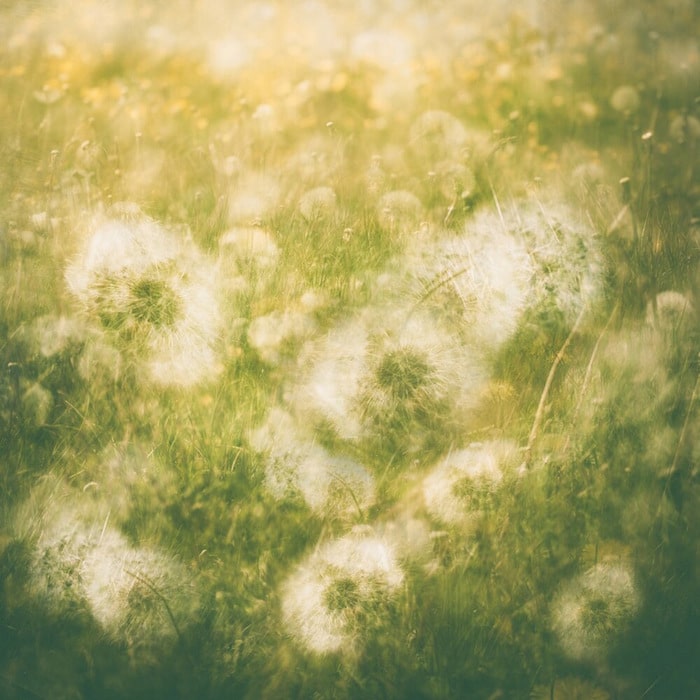 30 vencedores do concurso de fotografia close-up do ano de 2020 7