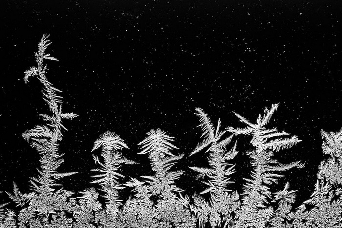 30 vencedores do concurso de fotografia close-up do ano de 2020 10