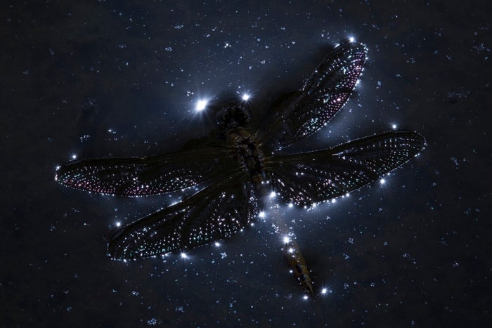 30 vencedores do concurso de fotografia close-up do ano de 2020 14