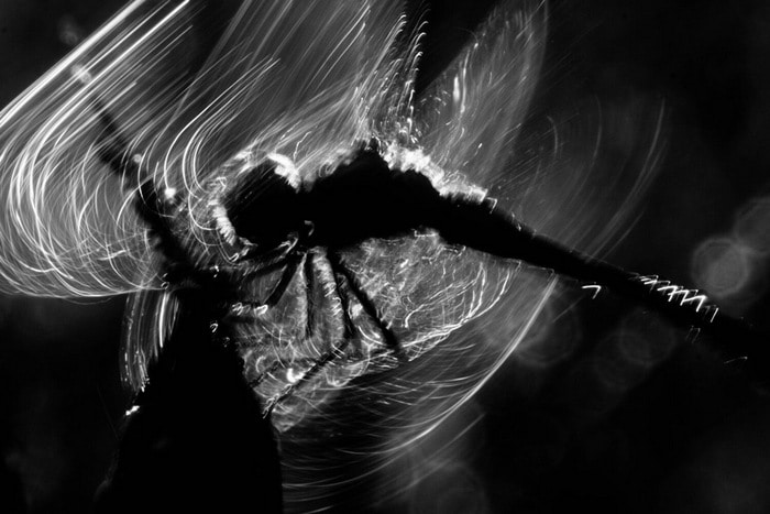 30 vencedores do concurso de fotografia close-up do ano de 2020 15