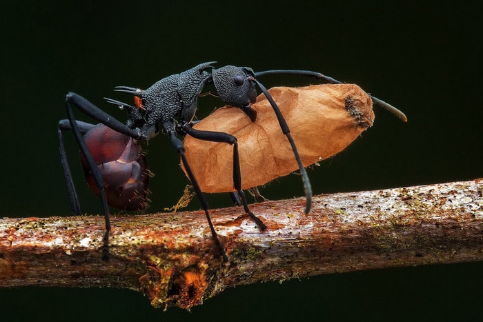 30 vencedores do concurso de fotografia close-up do ano de 2020 17