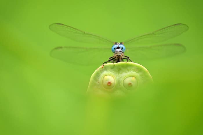 30 vencedores do concurso de fotografia close-up do ano de 2020 19