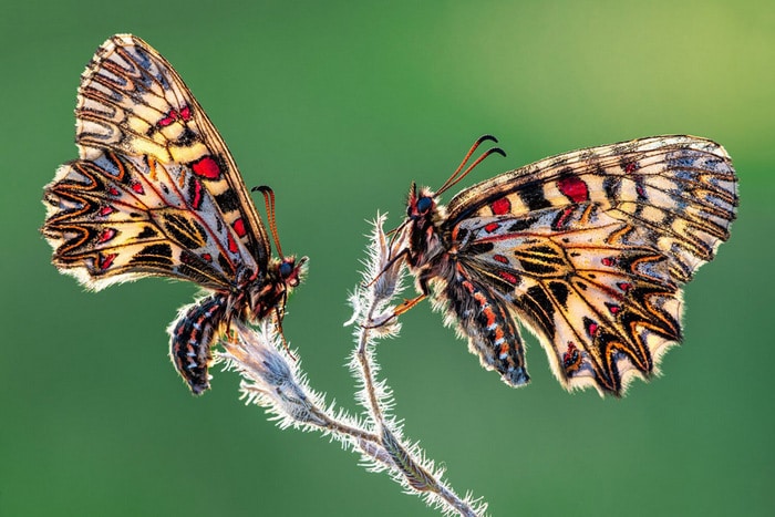 30 vencedores do concurso de fotografia close-up do ano de 2020 20