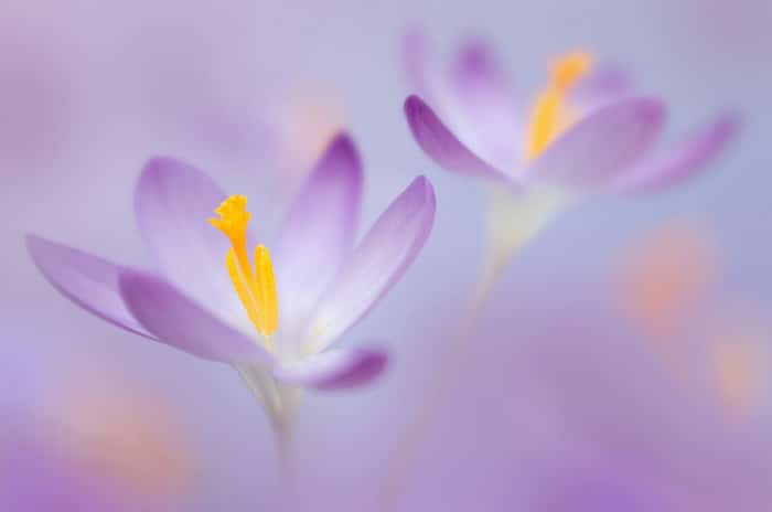 30 vencedores do concurso de fotografia close-up do ano de 2020 22