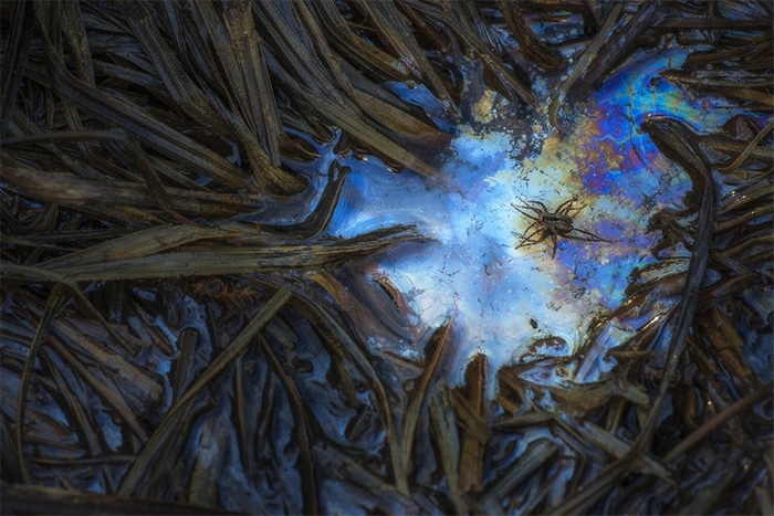 30 vencedores do concurso de fotografia close-up do ano de 2020 24