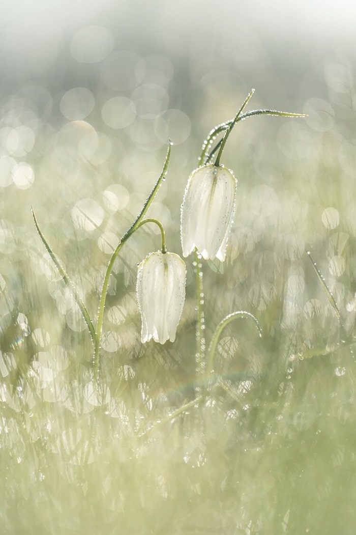 30 vencedores do concurso de fotografia close-up do ano de 2020 27