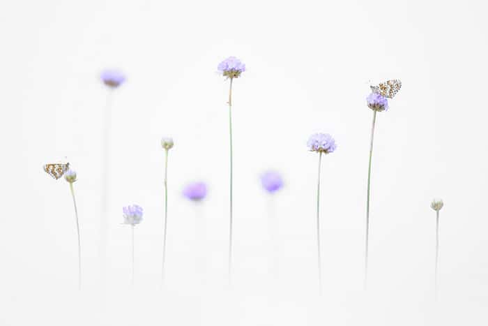 30 vencedores do concurso de fotografia close-up do ano de 2020 30