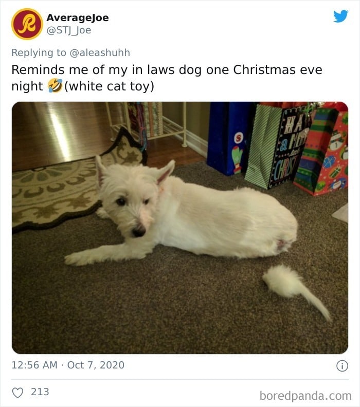 22 vezes que animais de estimação quase causaram um ataque cardíaco a seus donos 3 22 vezes que animais de estimação quase causaram um ataque cardíaco a seus donos 3