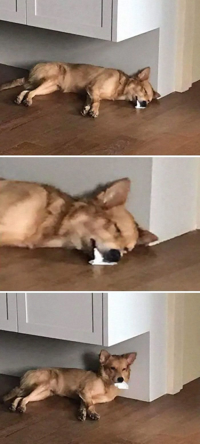 22 vezes que animais de estimação quase causaram um ataque cardíaco a seus donos 8 22 vezes que animais de estimação quase causaram um ataque cardíaco a seus donos 8