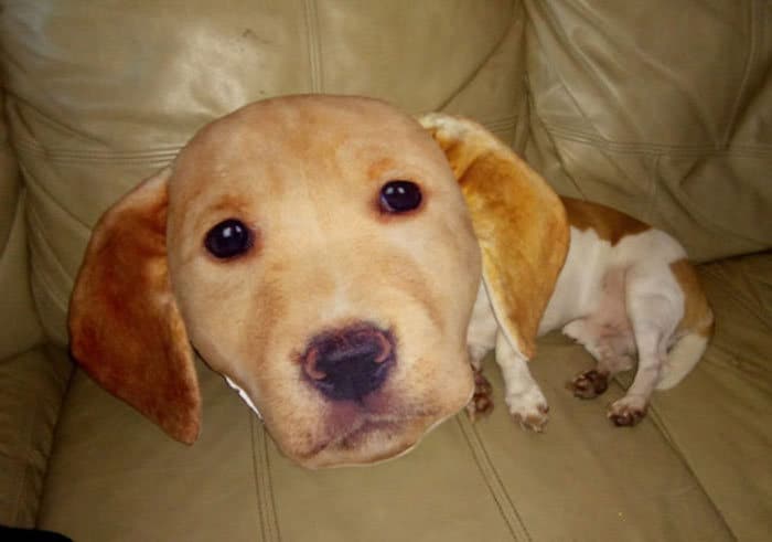 22 vezes que animais de estimação quase causaram um ataque cardíaco a seus donos 13 22 vezes que animais de estimação quase causaram um ataque cardíaco a seus donos 13