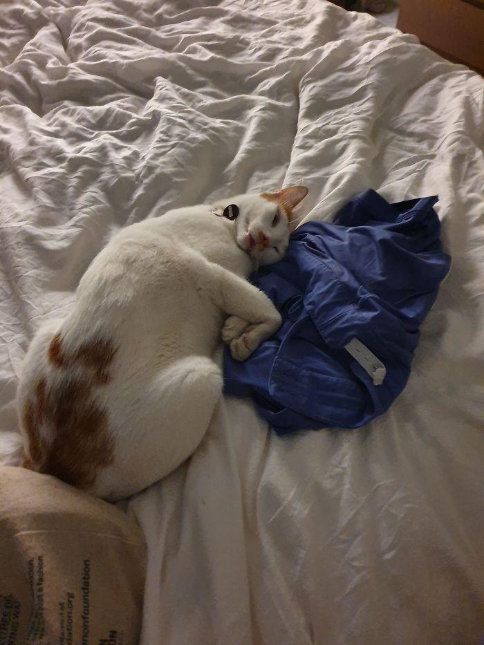 22 vezes que animais de estimação quase causaram um ataque cardíaco a seus donos 16 22 vezes que animais de estimação quase causaram um ataque cardíaco a seus donos 16