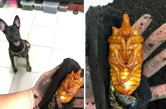 22 vezes que animais de estimação quase causaram um ataque cardíaco a seus donos 18 22 vezes que animais de estimação quase causaram um ataque cardíaco a seus donos 18