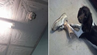 22 vezes que animais de estimação quase causaram um ataque cardíaco a seus donos 9