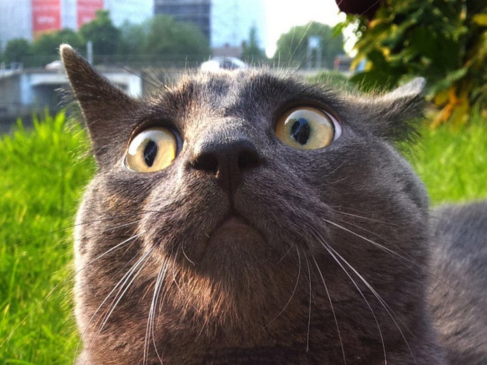 23 animais de estimação que acabaram de descobrir que foram adotados 6