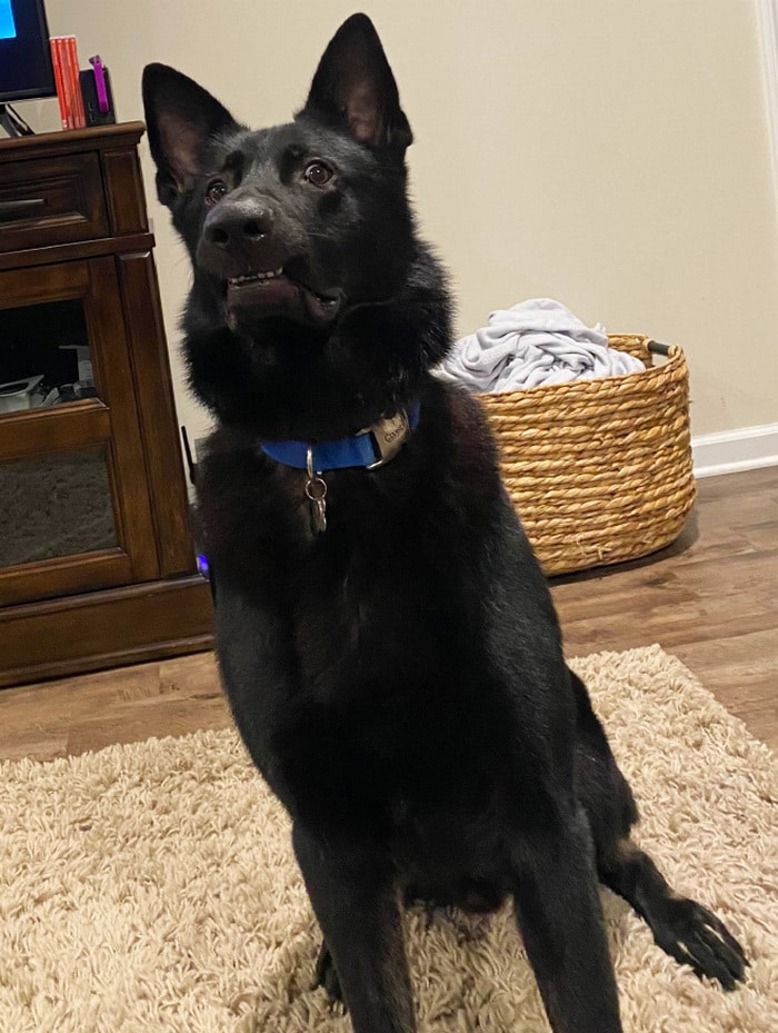 23 animais de estimação que acabaram de descobrir que foram adotados 10