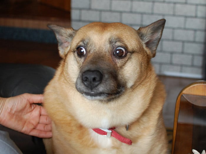 23 animais de estimação que acabaram de descobrir que foram adotados 11