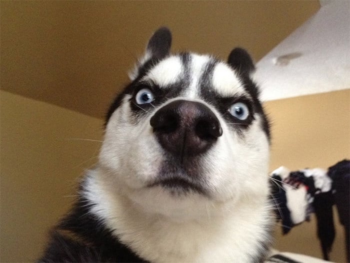 23 animais de estimação que acabaram de descobrir que foram adotados 12