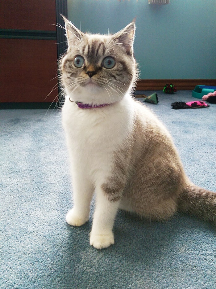 23 animais de estimação que acabaram de descobrir que foram adotados 15