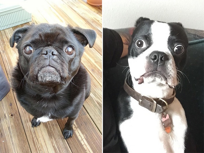 23 animais de estimação que acabaram de descobrir que foram adotados 16