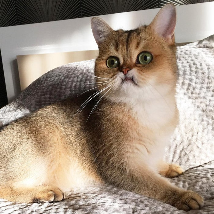 23 animais de estimação que acabaram de descobrir que foram adotados 17