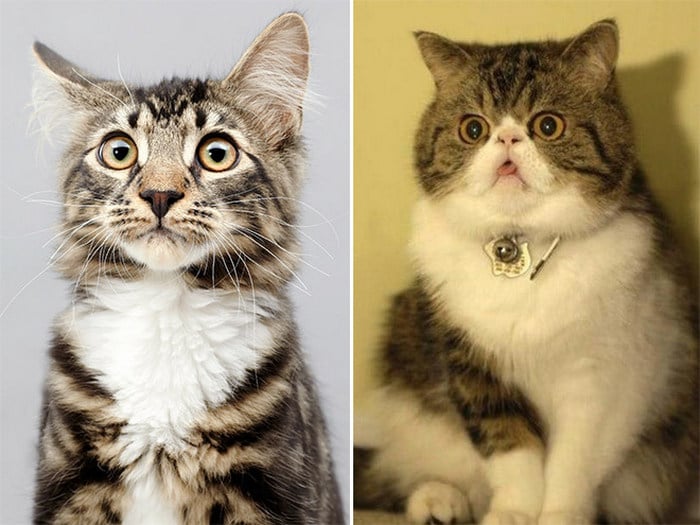 23 animais de estimação que acabaram de descobrir que foram adotados 18