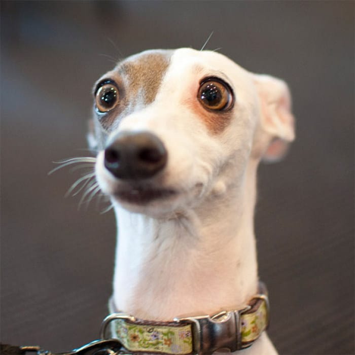 23 animais de estimação que acabaram de descobrir que foram adotados 20