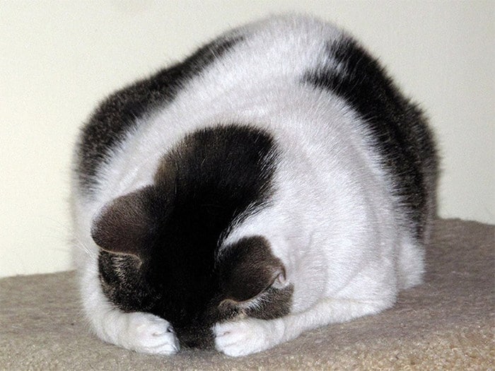 23 animais de estimação que acabaram de descobrir que foram adotados 21