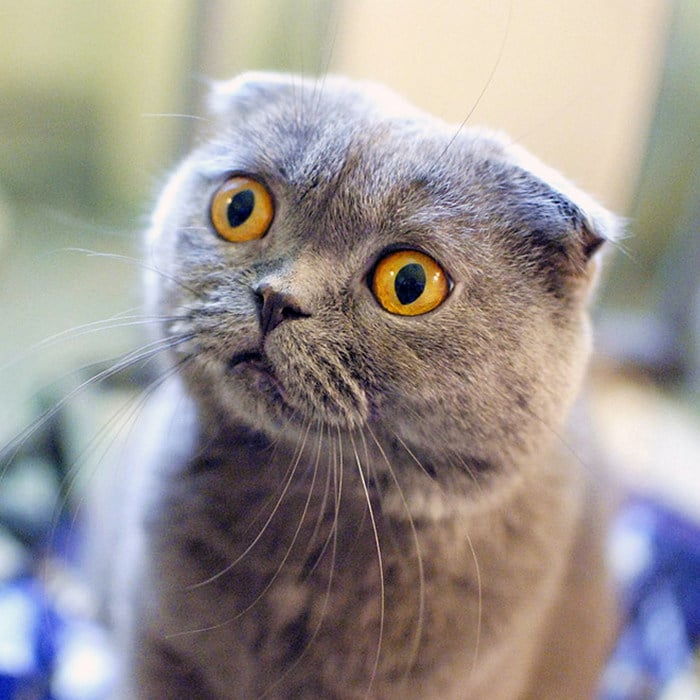 23 animais de estimação que acabaram de descobrir que foram adotados 22