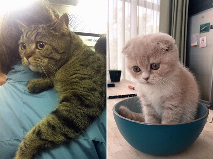 23 animais de estimação que acabaram de descobrir que foram adotados 23