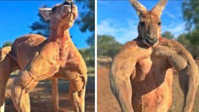 8 animais especiais como você nunca viu 5