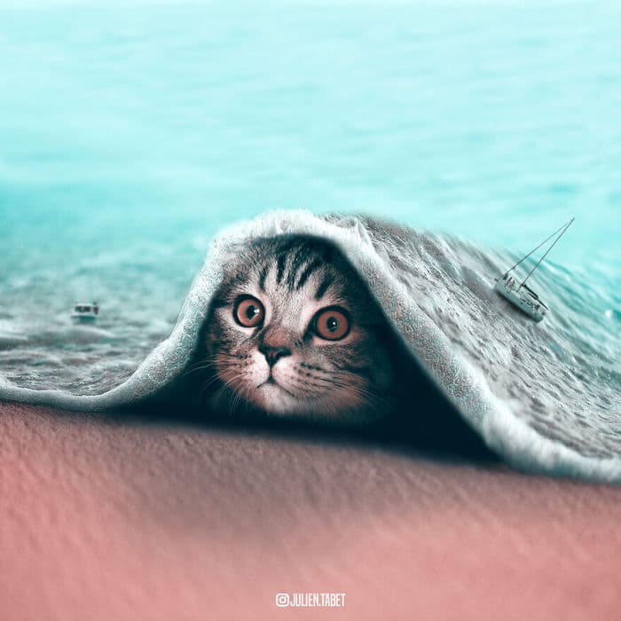 Aqui está o que eu imagino que os animais fazem quando não estamos olhando 10