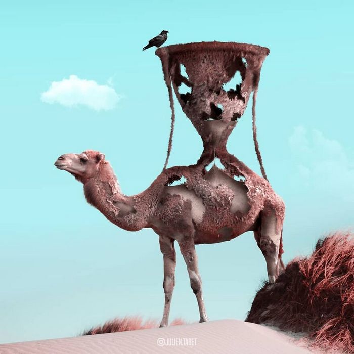 Aqui está o que eu imagino que os animais fazem quando não estamos olhando 13